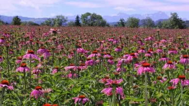 Echinacea zählt zu den wichtigen Ausgangsstoffen der Produkte von A.Vogel, deren Daten nun einheitlich mit dem SyncManager der Bayard Consulting Group verwaltet werden sollen. (Foto: A.Vogel)