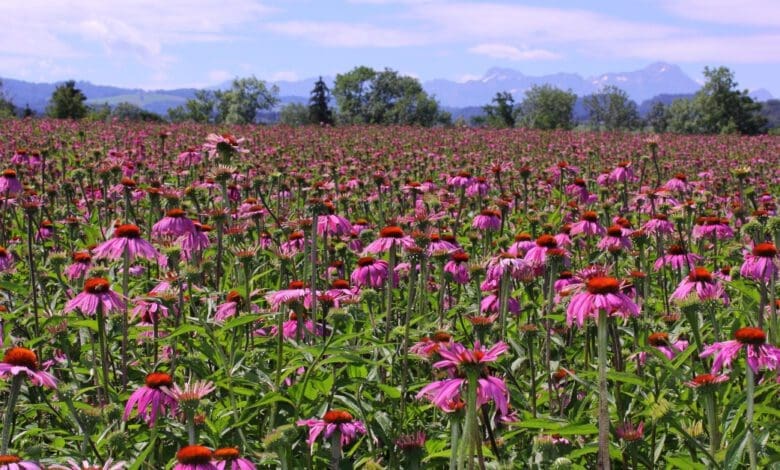 Echinacea is one of the important raw materials of A.Vogel's products, whose data is now to be managed uniformly with Bayard Consulting Group's SyncManager. (Photo: A.Vogel)